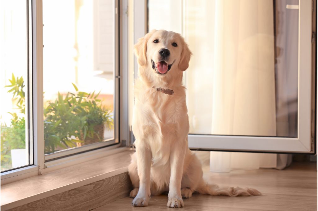 6 Ways to Make A Pet Friendly Home | Nadine Floors Company